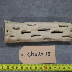 Cholla Wood 15