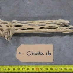 Cholla Wood 16