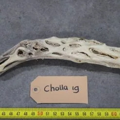 Cholla Wood 19