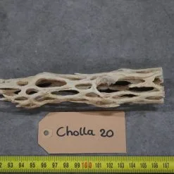 Cholla Wood 20