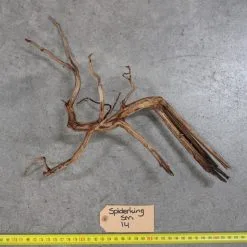 APS Spiderking SM 14