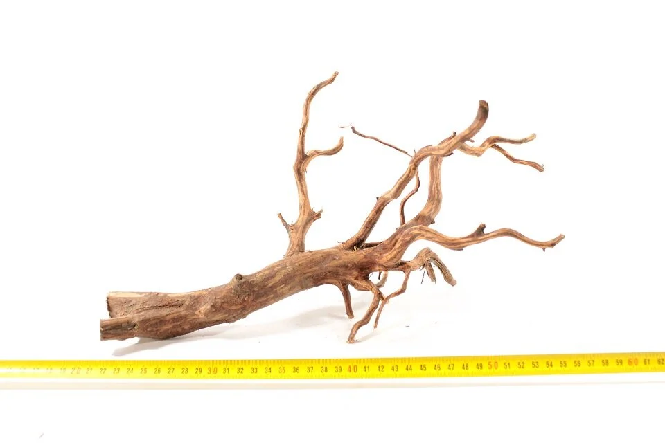 Red Spiderking S 20 1 Red Spiderking S 20