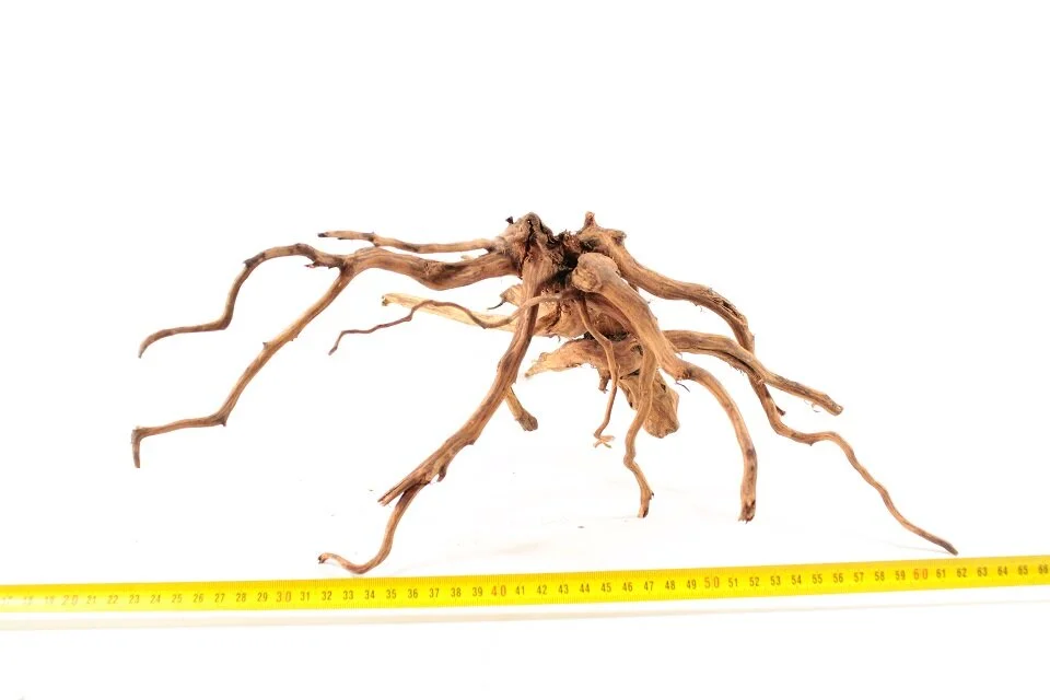 Red Spiderking S 17 1 Red Spiderking S 17