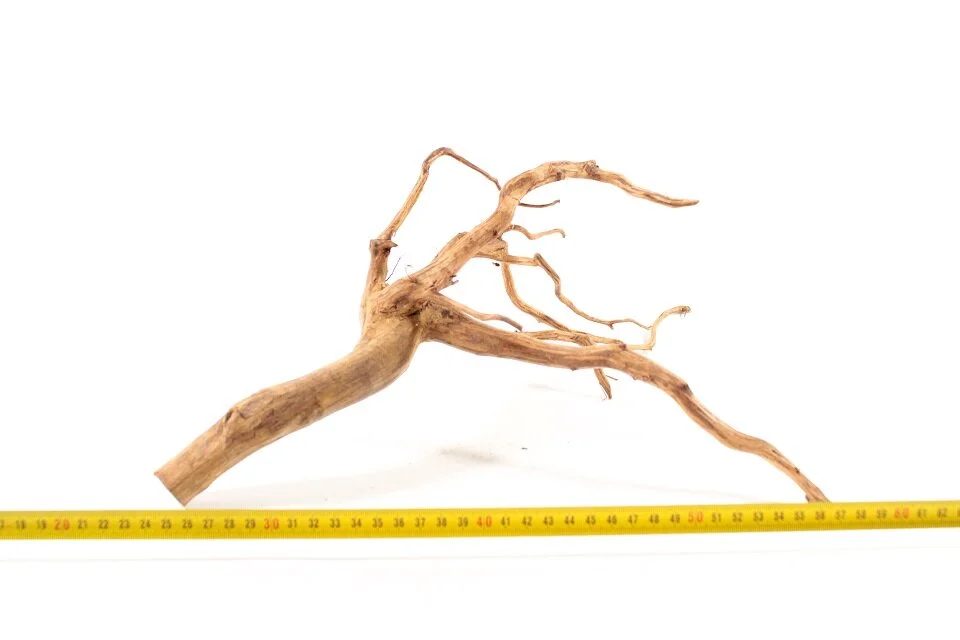 Red Spiderking S 11 1 Red Spiderking S 11