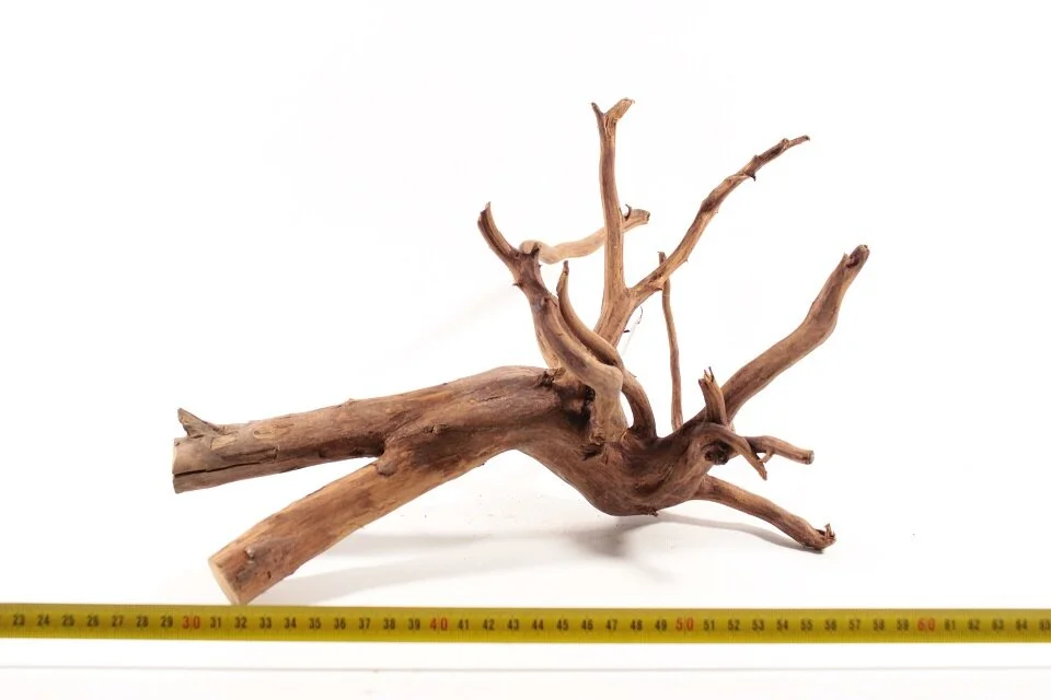 Red Spiderking M 3 1 Red Spiderking M 3