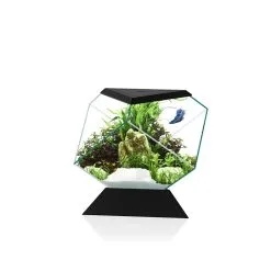 Ciano Aquarium Nexus Betta 5c | Worldofanimals.nl Heeft Het!