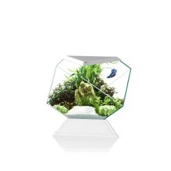 Ciano Aquarium Nexus Betta 5c | Worldofanimals.nl Heeft Het!