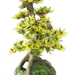 Aqua Della Bonsai Medio Sort B | Worldofanimals.nl Heeft Het!