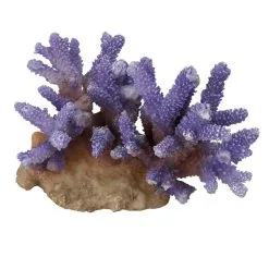 Aqua Della Coral Acropora | Worldofanimals.nl Heeft Het!