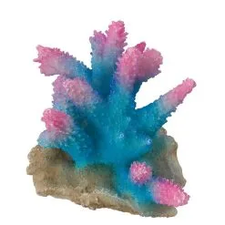 Aqua Della Coral Acropora | Worldofanimals.nl Heeft Het!