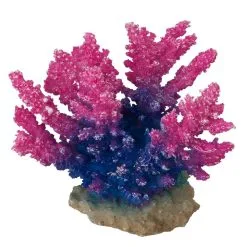 Aqua Della Coral Acropora | Worldofanimals.nl Heeft Het!