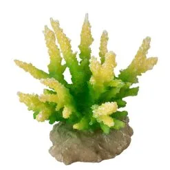 Aqua Della Coral Hydnopora | Worldofanimals.nl Heeft Het!