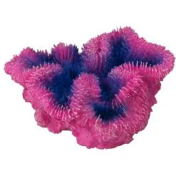 Aqua Della Coral Symphylia | Worldofanimals.nl Heeft Het!