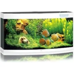 Juwel Aquarium Vision 260 Led | Worldofanimals.nl Heeft Het!