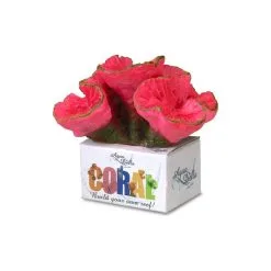 Aqua Della Koraal Open Brain - 11x9x8CM