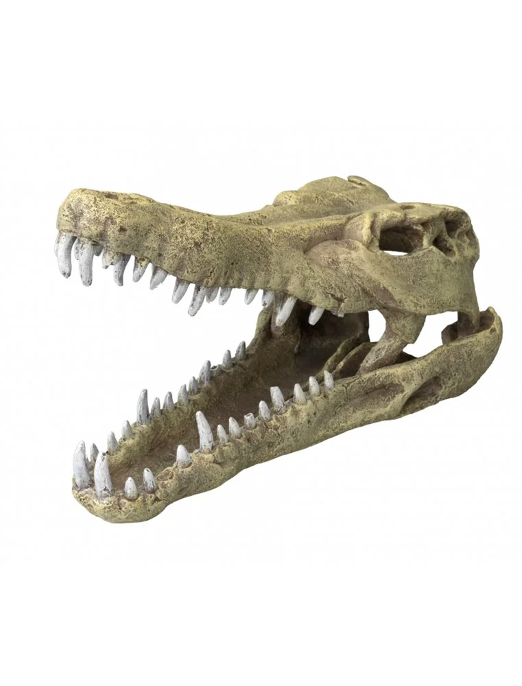 Aqua Della Krokodilen Hoofd 1 Aqua Della Krokodilen Hoofd