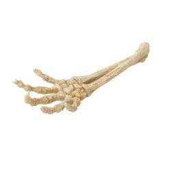 Aqua Della Skeleton Hand | Worldofanimals.nl Heeft Het!