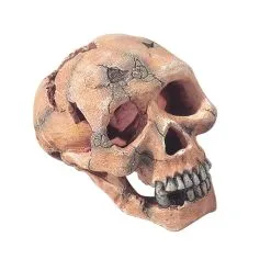 Aqua Della Skull | Worldofanimals.nl Heeft Het!